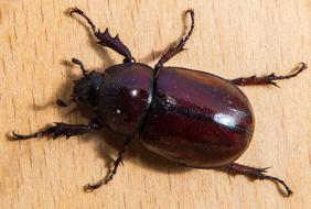 red-brown tropical beetle, close-up