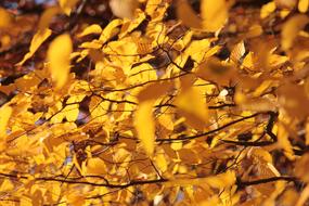 Golden Autumn Yellow Leaves tree