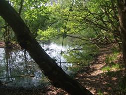 path in the trees along the river