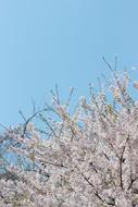 branches of blossoming cherry on a background of the sky