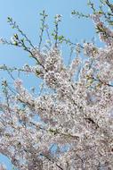 Cherry Blossom Flowers