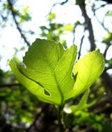 Leaf New Green in bright light close-up