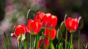 Tulips Flowers
