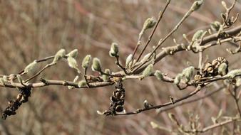 soft buds on branches on a blurred background