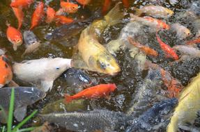 Colorful and beautiful carp fishes in the shiny pond