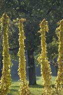 Hops Climber Plants at Autumn