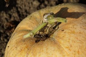 Close Up photo of Autumn Pumpkin garden