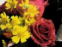 rose flowers bouquet close-up