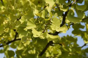 Ginkgo tree branches with Green Leaves