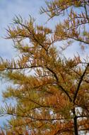 Autumn Colours October tree