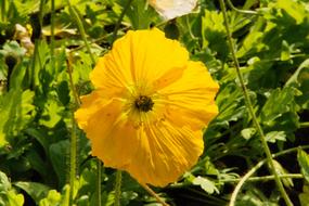 perfect Yellow Poppy Flower