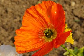 Close Up of Orange ornamental Poppy