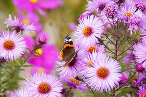 Admiral Butterfly on purple flowers