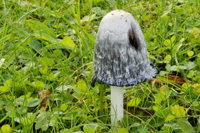 mushroom in a meadow with green grass