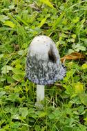comatus in green grass
