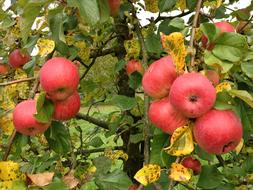 Close-up of the colorful and beautiful apples on the tree with leaves, in the autumn