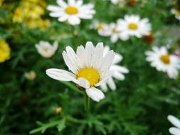 Daisy Macro Flower