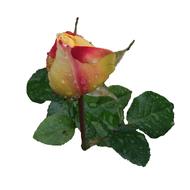 rosebud with green leaves on white forna
