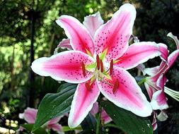 perfect Tiger Lily Flower