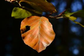 Autumn Leaves In The Golden