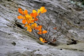 Autumnal Leaves In The Stone