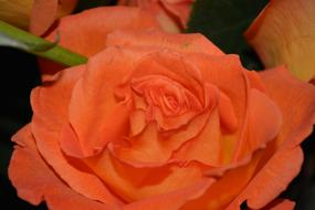 cute Rose orange Flower