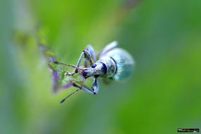 Macro picture of Bug Polydrosus Sericeus