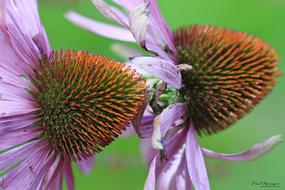 Purple Coneflower close-up on blurred background