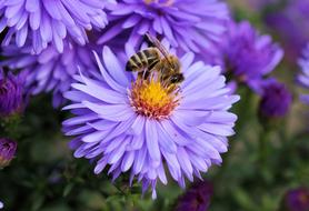 extraordinarily beautiful Bee and Flower