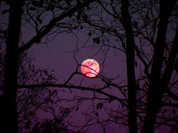 Moon Shine Trees