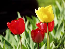 Colorful Flowers Spring