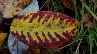 Close-up of the colorful and beautiful autumn leaves among the green grass