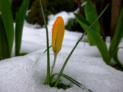 Yellow Flower Snow Frost