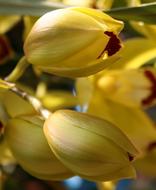 Lowers Yellow Dark Red Inside