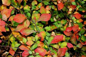 Close-up of the colorful and beautiful ground cover leaves, in light