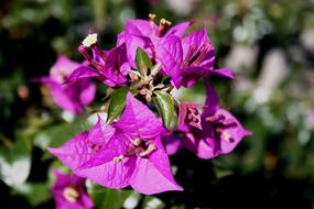 Deep Pink Petals Flowers