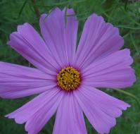 cosmos Flower, top view