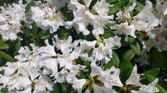 wonderful Rhododendron Garden Blossom