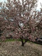 absolutely beautiful Magnolia Blossom