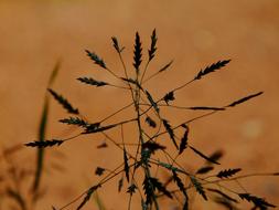 plants Against Light