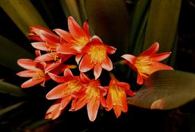 Boslelie, Clivia, blooming plant