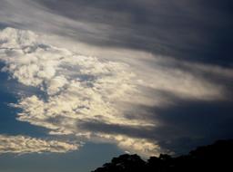 treetops and clumps