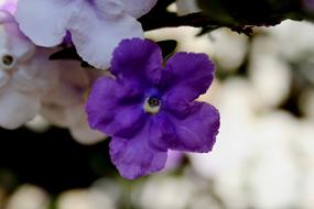 Brunfelsia Tri-Color Dark Purple close-up on blurred background