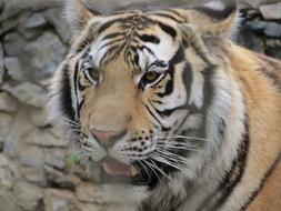 tiger at the zoo in Sorocaba