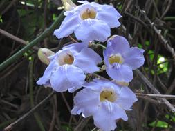 white flowers in the garden on a blurred background