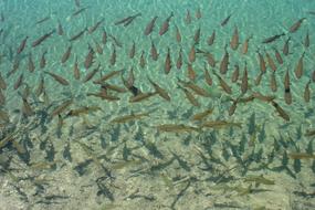 school of fishes