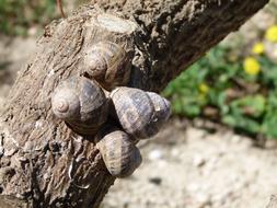 snails on a tree trunk close-up on a blurred background