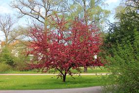 perfect red Tree Blossom in Park