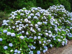 white hydrangea bushes in the park