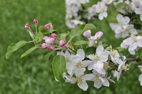 Cherry Blossom Bloom Flowers in garden